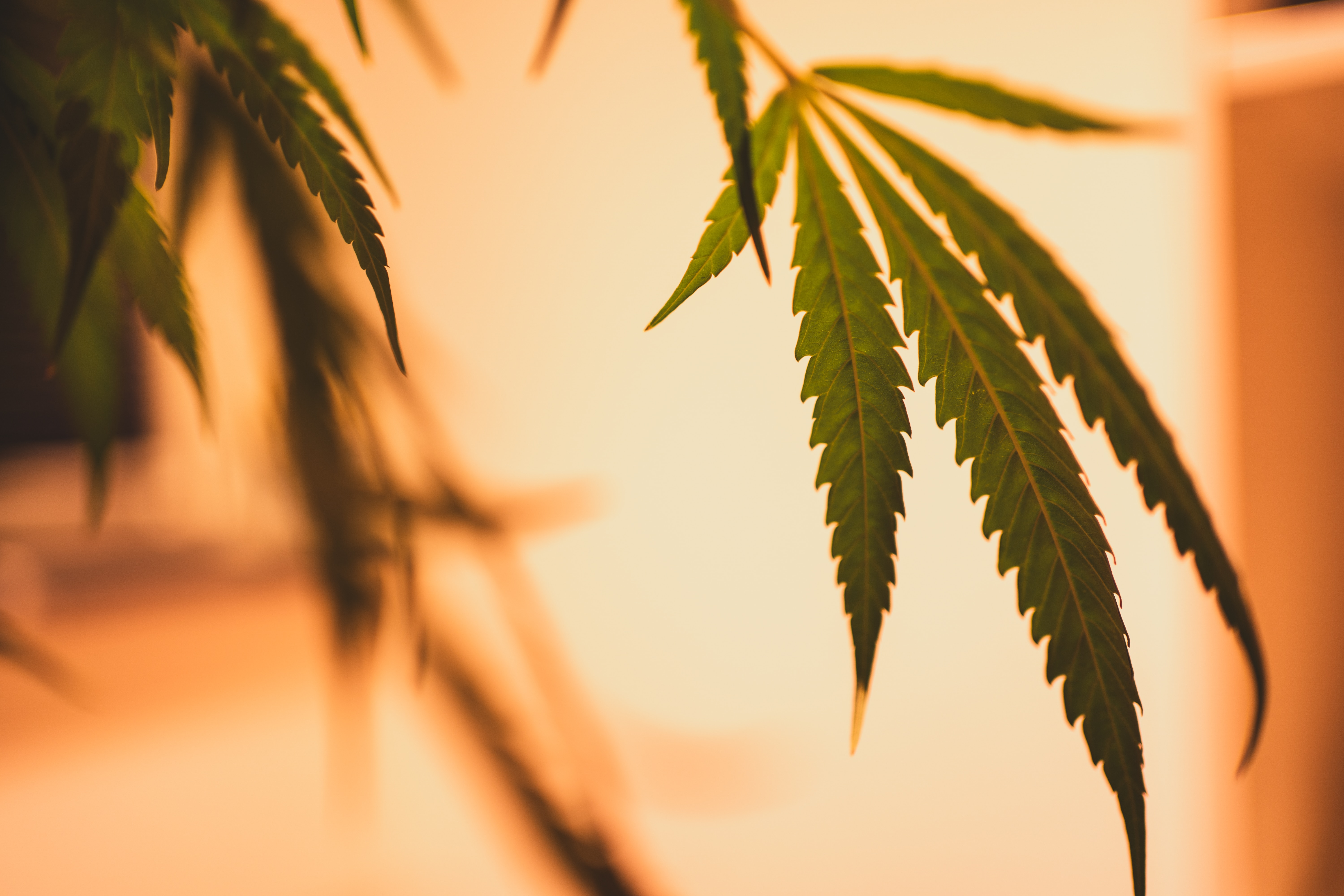 Wonderinterest | Podjetja za konopljo izgubljajo sapo