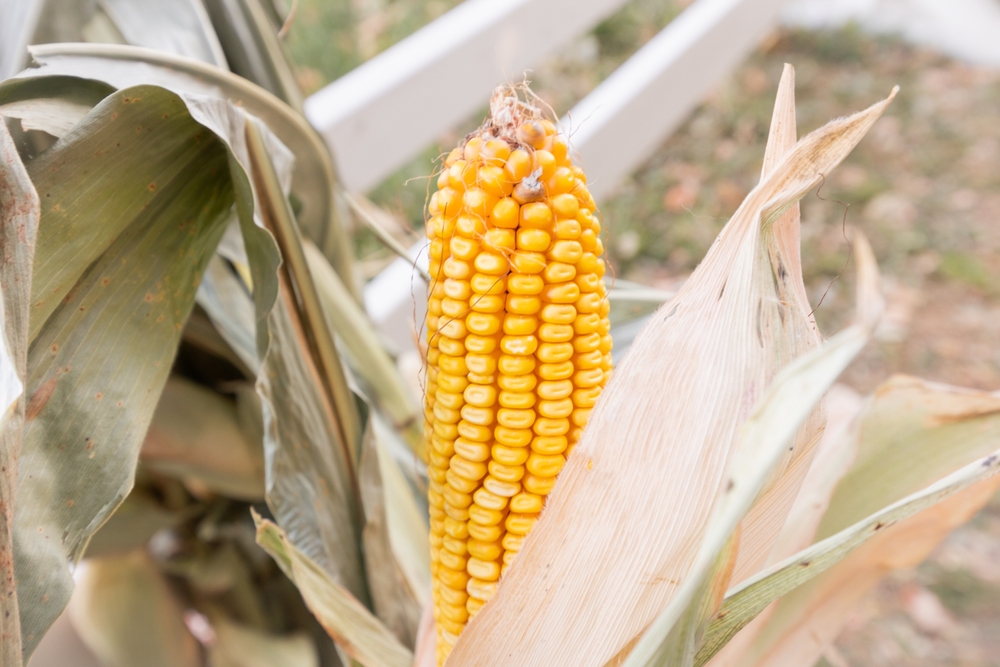 Wonderinterest | Po měsících poklesů přišel růst: Co stojí za prudkým růstem cen kukuřice?