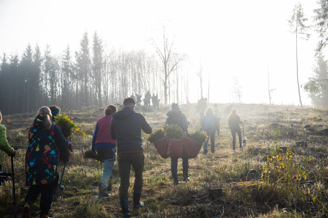 Wonderinterest | Sázíme stromy, které není třeba natírat na zeleno